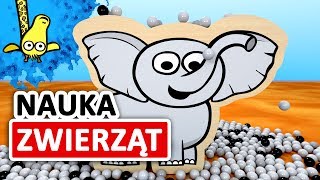 Kształty zwierząt w Afryce dla dzieci  CzyWieszJak [upl. by Niveb]