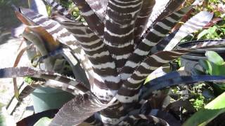 Aechmea bromeliads explained care maintenance light water requirements [upl. by Treb187]