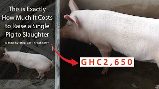 How much it cost to raise a single pig to 100kg [upl. by Tobin324]