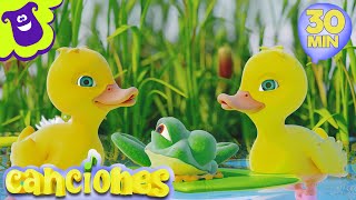 Cinco Patitos  Canciones Infantiles en Español  Videos para niños  LooLoo [upl. by Anaul]