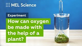 quotPhotosynthesisquot experiment How to make oxygen at home [upl. by Elleval]