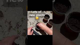 Repot Coleus Plants🪴Transplanting Coleus Plants Propagating Coleus Sprouts coleus shorts [upl. by Koby]