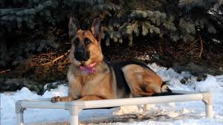 Stella German Shepherd Dog Training Video [upl. by Suiravad387]