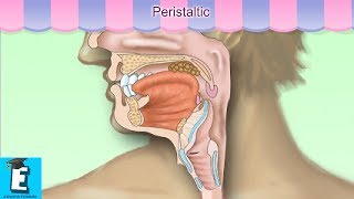 Peristaltic Learn for Children and Kids  EDUKID Learning [upl. by Thar]