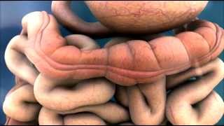 3D Medical Animation  Peristalsis in Large IntestineBowel  ABP © [upl. by Corissa]