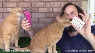 Deworming Pills How To Get Your Cat To Take It [upl. by Sida187]