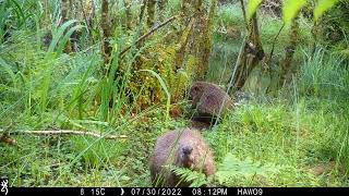 Rainforest beavers [upl. by Almira]