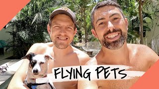 EVERYTHING You Need to Know About Flying with Pets TRAVELING TO MEXICO WITH A DOG [upl. by Lajes]