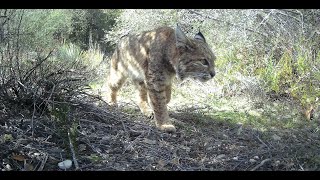 Coldbrook Campground San Gabriel Canyon [upl. by Ailsun]