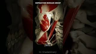 Suprahyoid muscles group  Human Anatomy [upl. by Viradis]