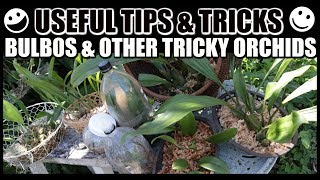 Tips For Growing Bulbophyllums amp Tricky Orchids  GROW RESCUE amp REVIVE [upl. by Barbey]