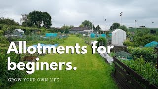 Allotments for beginners  vegetable gardening [upl. by Gnas]