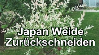 Japan Weide Zurückschneiden  HarlekinWeide [upl. by Paza904]