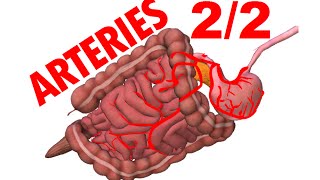 Superior Mesenteric Artery amp Inferior  Blood Supply To Abdomen 2 [upl. by Inele]