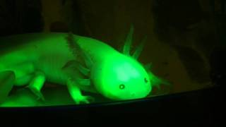 Connecticut College Chemistry Genetically Modified Glowing Axolotls [upl. by Antonetta]