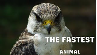 The Fastest Animal Peregrine Falcon [upl. by Rapp]