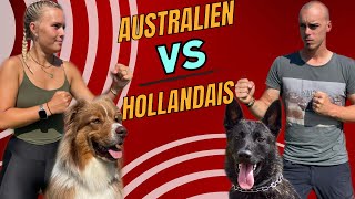 BERGER AUSTRALIEN VS HOLLANDAIS Qui sera le meilleur [upl. by Yartnoed191]