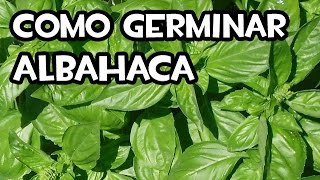 Como Germinar Albahaca en Casa  Muy facil [upl. by Lorenzo]