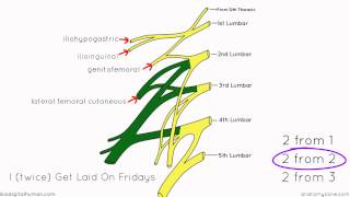 Lumbar Plexus  Structure and Branches  Anatomy Tutorial [upl. by Jordan]