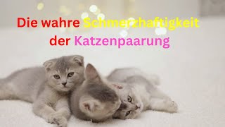 Die wahre Schmerzhaftigkeit der Katzenpaarung [upl. by Morez]