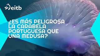 ¿Es más peligrosa la carabela portuguesa que una medusa [upl. by Ennovyhs969]