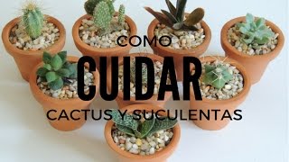 COMO CUIDAR SUCULENTAS Y CACTUS DENTRO DE CASA HD [upl. by Ytsim]