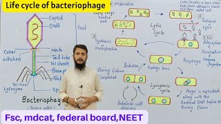 Life cycle of bacteriophage  bacteriophage lytic and lysogenic cycle  Class 11 [upl. by Davison]