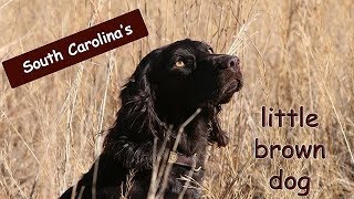 The Story of the Boykin Spaniel [upl. by Atnahs523]