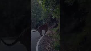 ഇവിടെ റോഡിൽ വരെ കടുവ Tiger In the Middle of the Road  Valparai [upl. by Rumery677]