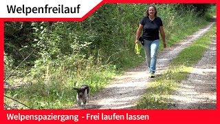 Welpenfreilauf ► Welpen ohne Leine frei laufen lassen ► Hundefreilauf [upl. by Kelsi]