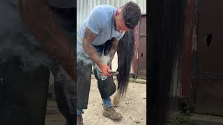 A hind set toe mod to help this chap 🐴 horse shorts satisfying equestrian fyp farrier [upl. by Imailiv]