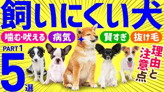 【本当は飼いにくい人気犬種💙Part1】こんなはずじゃなかったとならないために [upl. by Htez]