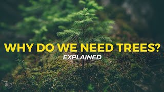 Why Do We Need Trees  Eco Facts  One Tree Planted [upl. by Wulf]