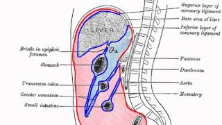 Peritoneal Cavity  Part 1  Anatomy Tutorial [upl. by Diego]