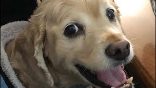 Dogs priceless reaction after owner stops petting him [upl. by Ylla]