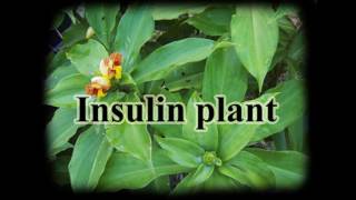 Magical uses of Costus igneus Insulin plantfiery costus for diabetes and more [upl. by Murdoch]