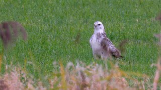 Common Buzzard Buteo buteo  Mäusebussard [upl. by Vasta922]