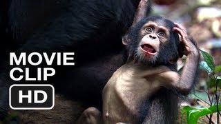 New Disneynature Film quotChimpanzeequot Benefits Chimpanzees in the Wild [upl. by Naus]