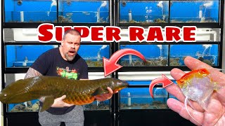 UNBOXING a SUPER RARE FISH  we are keeping 2 for the showroom [upl. by Bass]