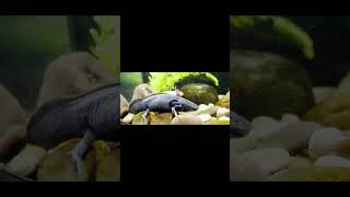 😱😱😳❗️❗️❗️🚯Exploring the Enigmatic Mexican Walking Fish Axolotl [upl. by Gnet]