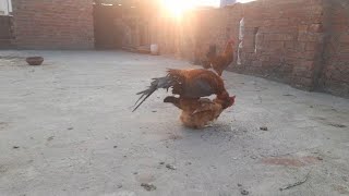 chicken mate  rosster mating  Aseel murga mating chicken mating sound  chicken Breeding henmate [upl. by Huxley]