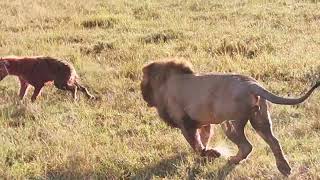 olobor lion vs 40 hyenas fight to death rare killinglion vs Hyena natgeoabudhabime [upl. by Ahsiat301]