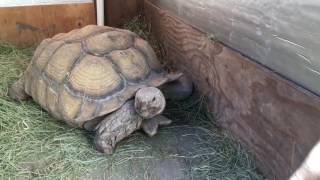 Outdoor DIY Sulcata Tortoise Housing In Cooler Climates [upl. by Enilegna]