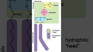 Phospholipid in Cell Membrane cellbiology neet lipidbilayer biology neetaspirants mbbs shorts [upl. by Aicire925]