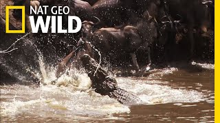 Migrating Wildebeest Run Croc Gauntlet  Nat Geo Wild [upl. by Arielle724]