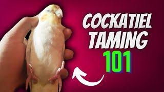 How to Tame Your Cockatiel [upl. by Odlawso]