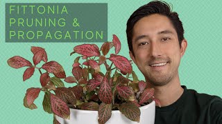 Fittonia Pruning amp Propagation  Water vs Soil For Starting New Nerve Plants [upl. by Lledroc949]