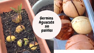 Como germinar tu aguacate sin palillos proceso completo [upl. by Innep]