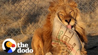 Watch This ShutDown Lion Taste Freedom For The First Time  The Dodo [upl. by Birck]