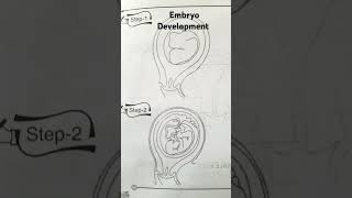 Embryo Development shorts youtube embryo [upl. by Llerrod419]